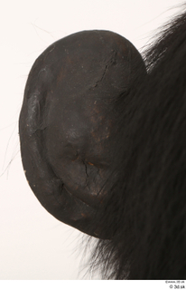 Chimpanzee Bonobo ear 0006.jpg